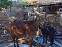 Oğlak, Keçiler — foto 2