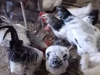 Chickens — foto 2