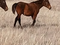 Kůň, Kazakh horse — foto 2