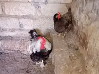 Chickens — foto 5
