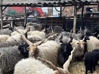 Қойлар (топ, жынысы көрсетілмеген), Racka sheep — 3-сурет