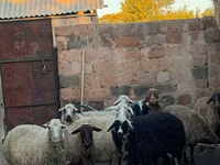 Ovelha, Ovelhas — foto 2