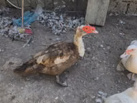 Ducks — Foto 2