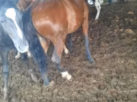 Pferde (Partie, Geschlecht nicht angegeben), Horse breed — Foto 3
