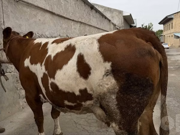Kuh, Simmental cattle
