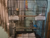 Məhsul: Nimfa papuqayları (Cockatiel) və qəfəs dəsti Təsvir: - — foto 2