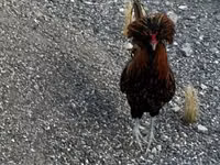 Chickens — zdjęcie 1