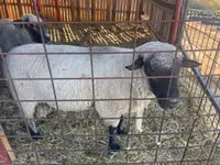 Baran, Shroshire sheep — zdjęcie 1