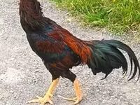 Chickens — ფოტო 4