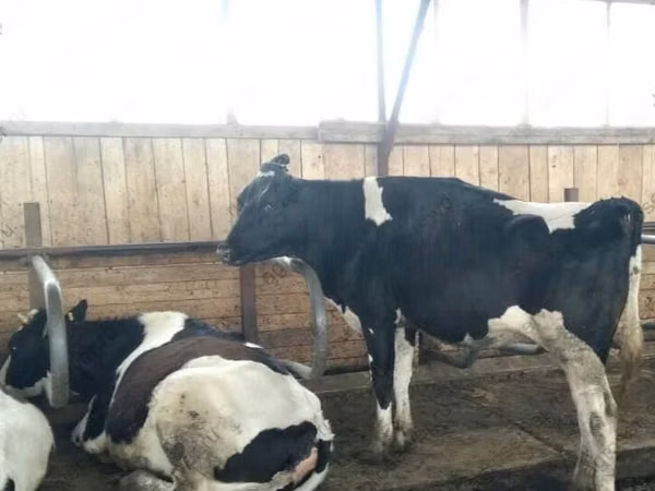 பசு, Russian Black pied cattle