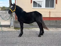 Kůň, Koně — foto 1