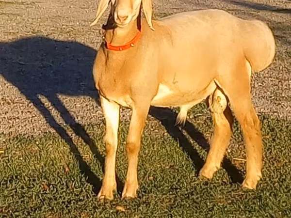 Qoç, Arashan sheep