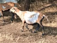 نعجة, Cameroon sheep — الصورة 3