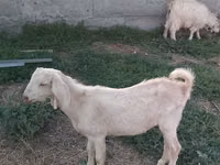 Cabra, Nubian Goat — foto 8