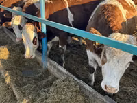 Kuh, Kasachische Weißkopfkuh — Foto 2