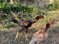 Chickens — foto 3