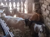 Kozy (partia, płeć nieokreślona), Kozy — zdjęcie 6