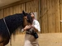 Égua, Friesian — foto 7