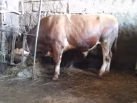 Boğa, Simmental cattle — foto 5