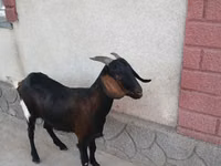Goat, Nubian Goat — photo 2