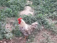 Chickens — zdjęcie 2