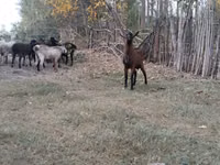 Baran, Owce — zdjęcie 3
