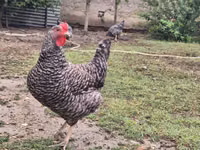 Sloven Çizgili Tavuk — foto 6