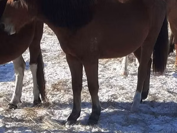 Pferde (Partie, Geschlecht nicht angegeben), Horse breed