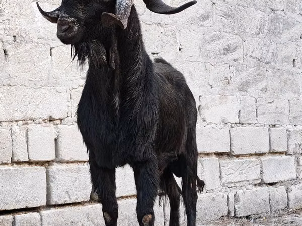 Oğlak, Anatolian Black goats