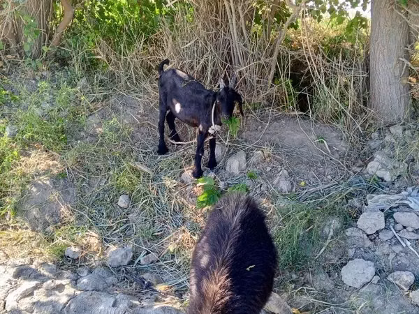 Koza, Kozy