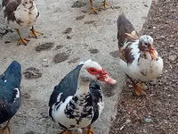 Ducks — الصورة 4