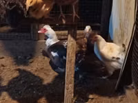 Chickens — الصورة 4