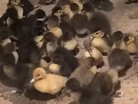 Ducks — foto 1
