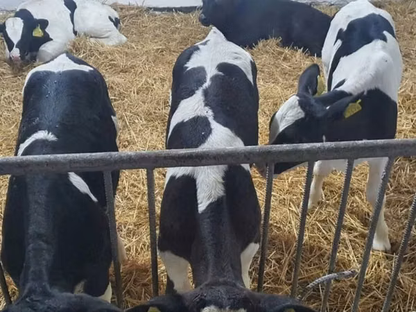 Buqa, Russian Black pied cattle
