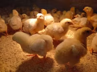 Chickens — फ़ोटो 3