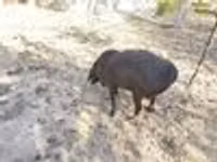 Bélier, Hissar sheep — photo 8