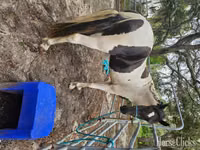 घोड़ा, American paint horse — फ़ोटो 8