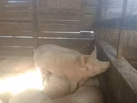 Sow, Pigs — photo 4