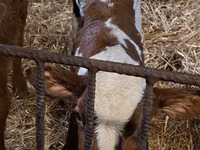 காளை, Simmental cattle — புகைப்படம் 5