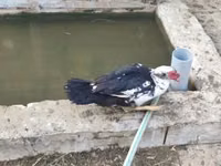 Ducks — Foto 1