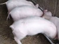 பெண் பன்றி, பன்றிகள் — புகைப்படம் 2