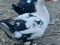 Ducks — foto 1