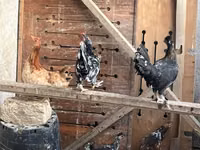 Chickens — Foto 2
