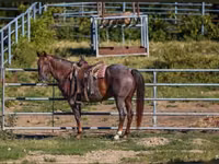 雄馬, Quarter Horse — 写真 7