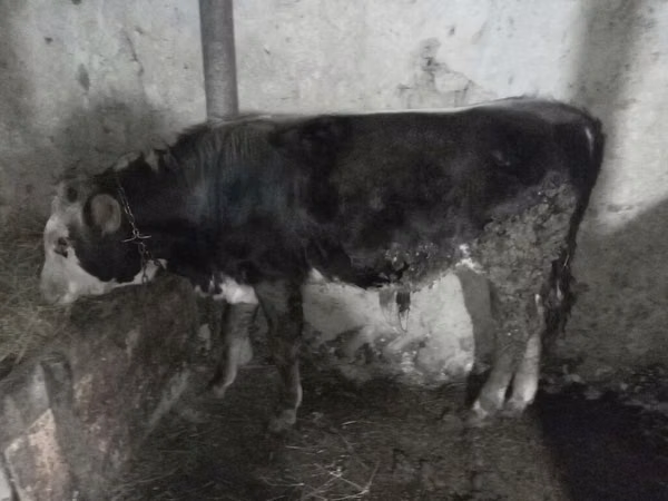 Toro, Ganado vacuno