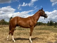 Айғыр, Quarter Horse — 4-сурет