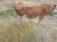 Vaca, Raza rojo-moteada — foto 3