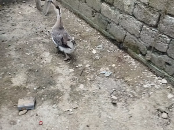 Geese — Azerbaïdjan