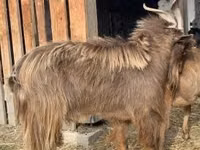 Billy Goat, Goats — photo 1