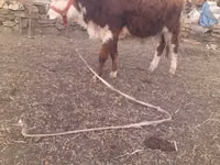 Boğa, Simmental cattle — foto 5